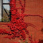 AUTUNNO IN ROSSO