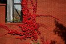 AUTUNNO IN ROSSO von Aldo Consani 