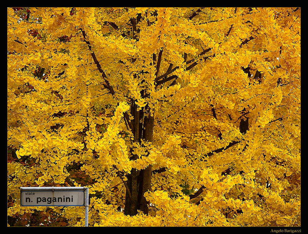 Autunno in viale Paganini