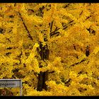 Autunno in viale Paganini