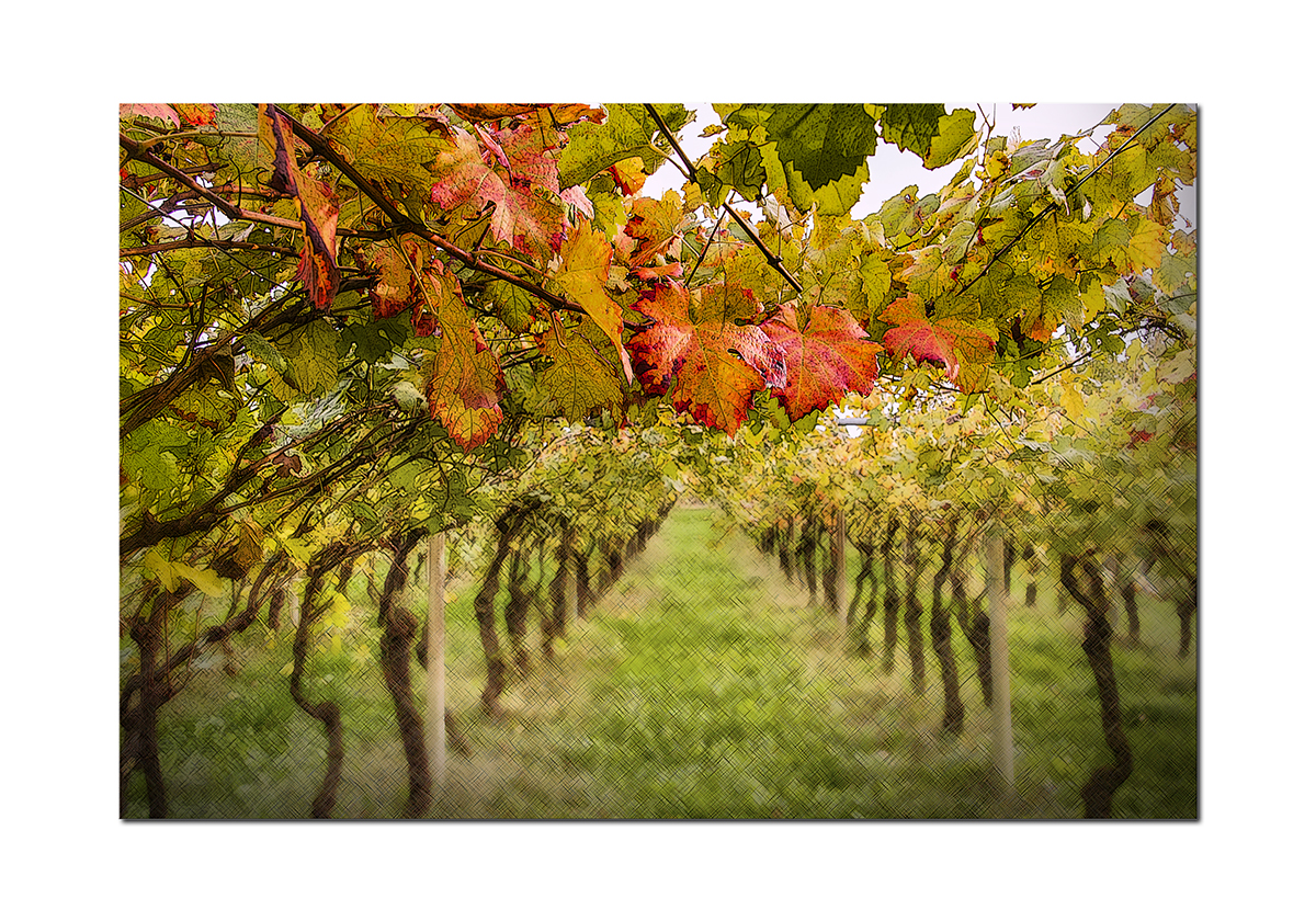 AUTUNNO IN VIGNA 