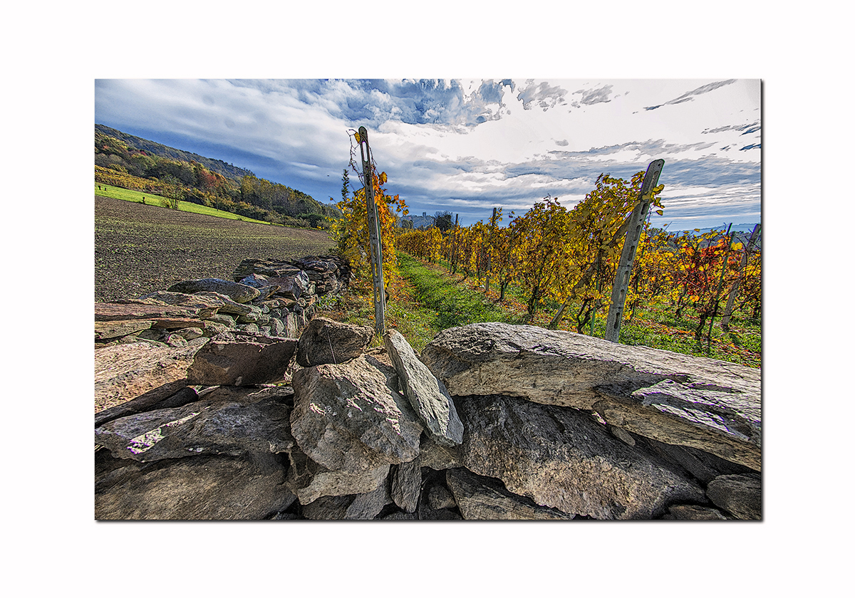 AUTUNNO IN VIGNA