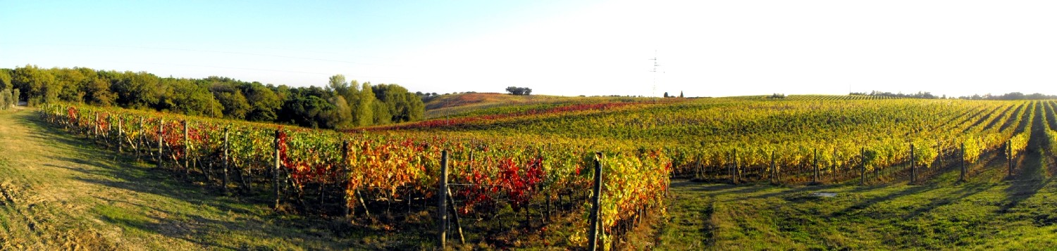 Autunno in vigna