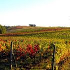 Autunno in vigna