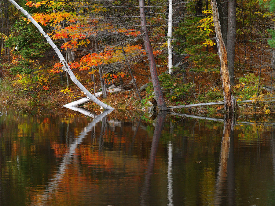 Autunno in Virginia U.S.A 01