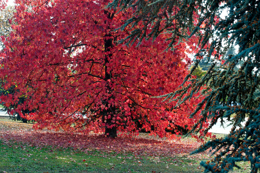 Autunno - L'albero