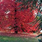 Autunno - L'albero