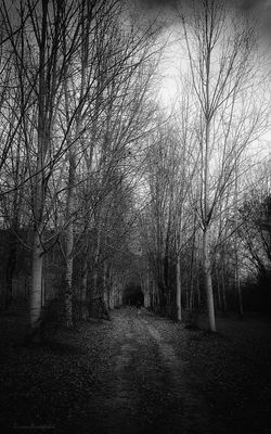 Autunno lungo l'argine