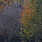 Autunno malinconico