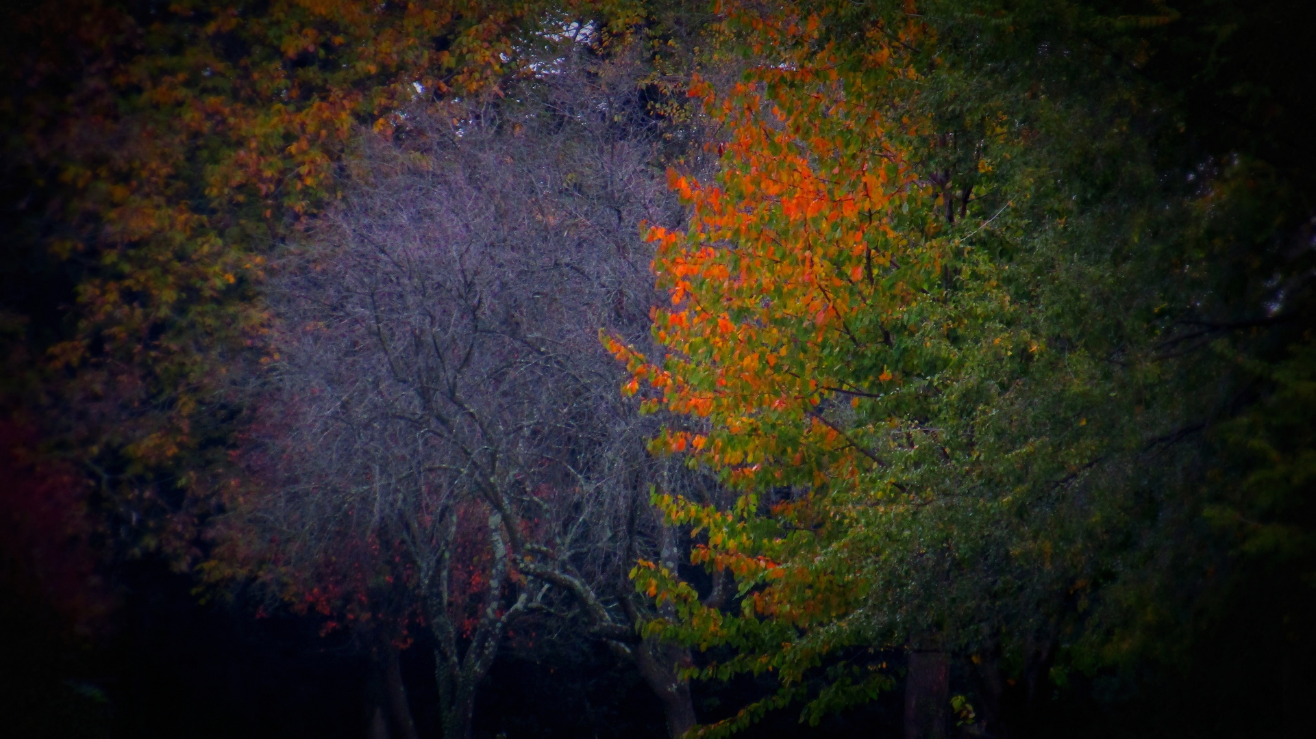 Autunno malinconico (effetto lomo)