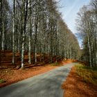 autunno monte pizzoc