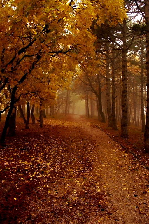 Autunno nebbioso nel bosco