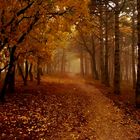 Autunno nebbioso nel bosco