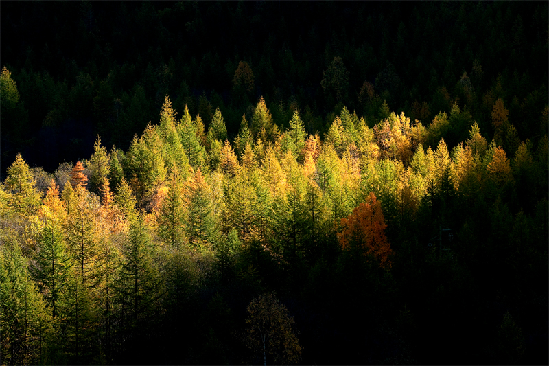 Autunno nel bosco.