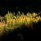 Autunno nel bosco.