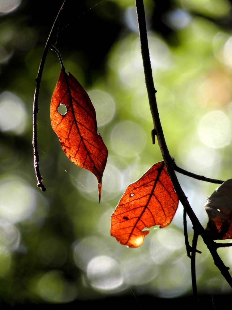 autunno nel bosco