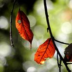 autunno nel bosco