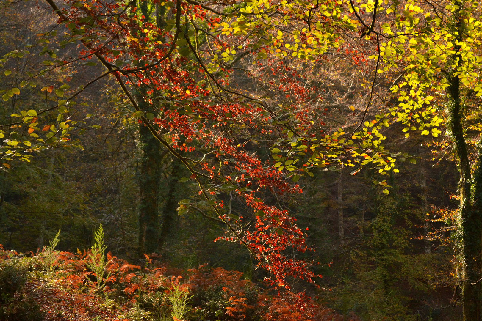 Autunno nel Fosso Latrò (Monti delle Serre, Calabria)