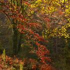 Autunno nel Fosso Latrò (Monti delle Serre, Calabria)