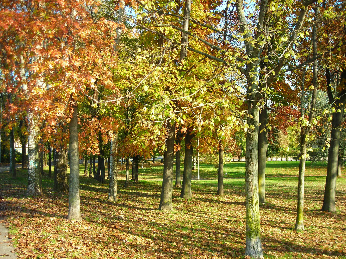 autunno nel parco