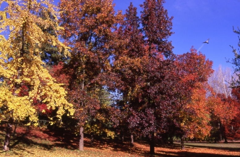 Autunno nel parco