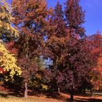 Autunno nel parco