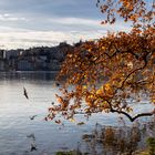 Autunno nel Parco Ciani, Lugano