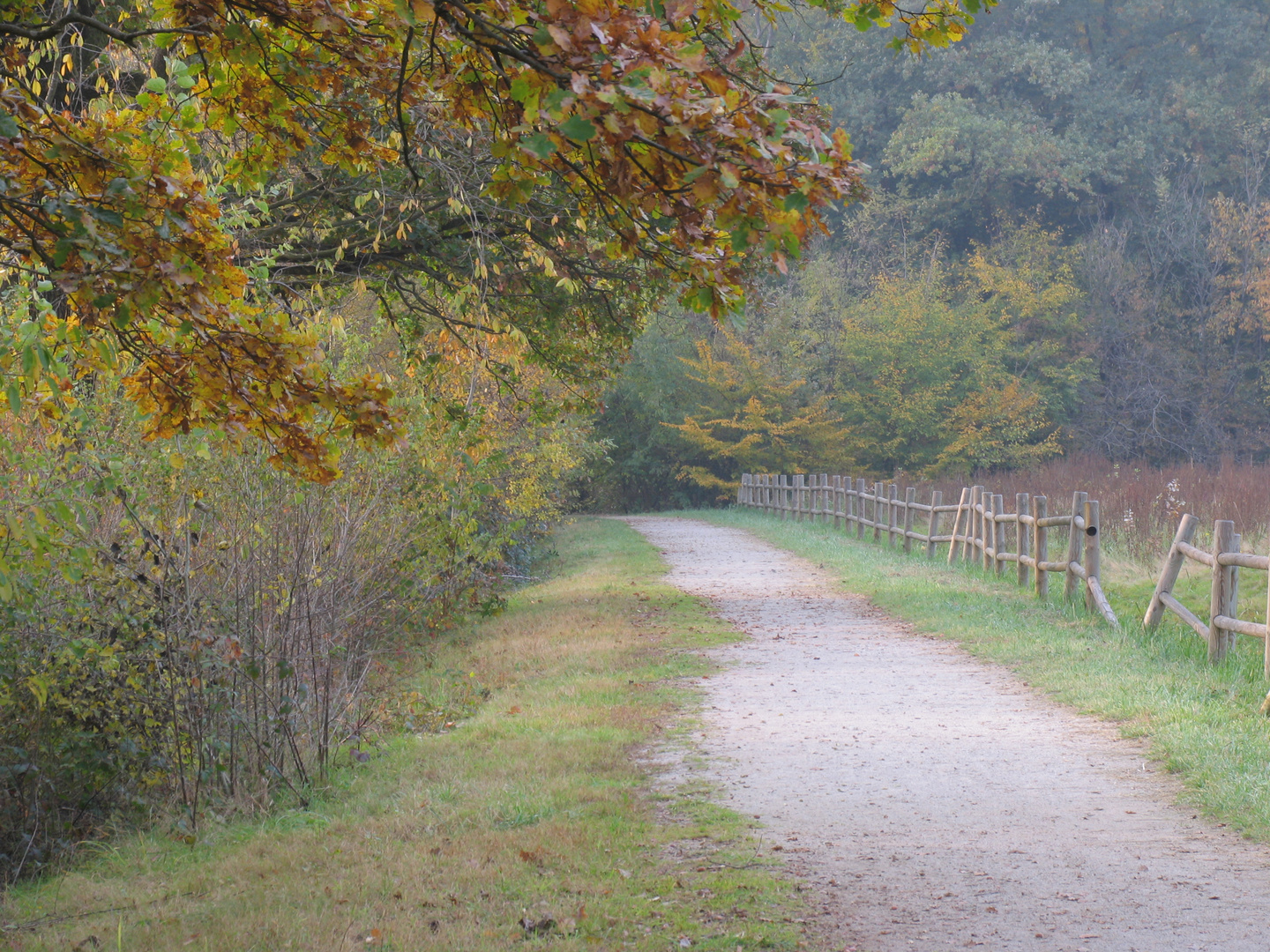 autunno nel parco delle groane