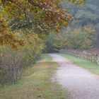 autunno nel parco delle groane