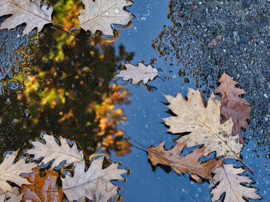 Autunno nella pozzanghera