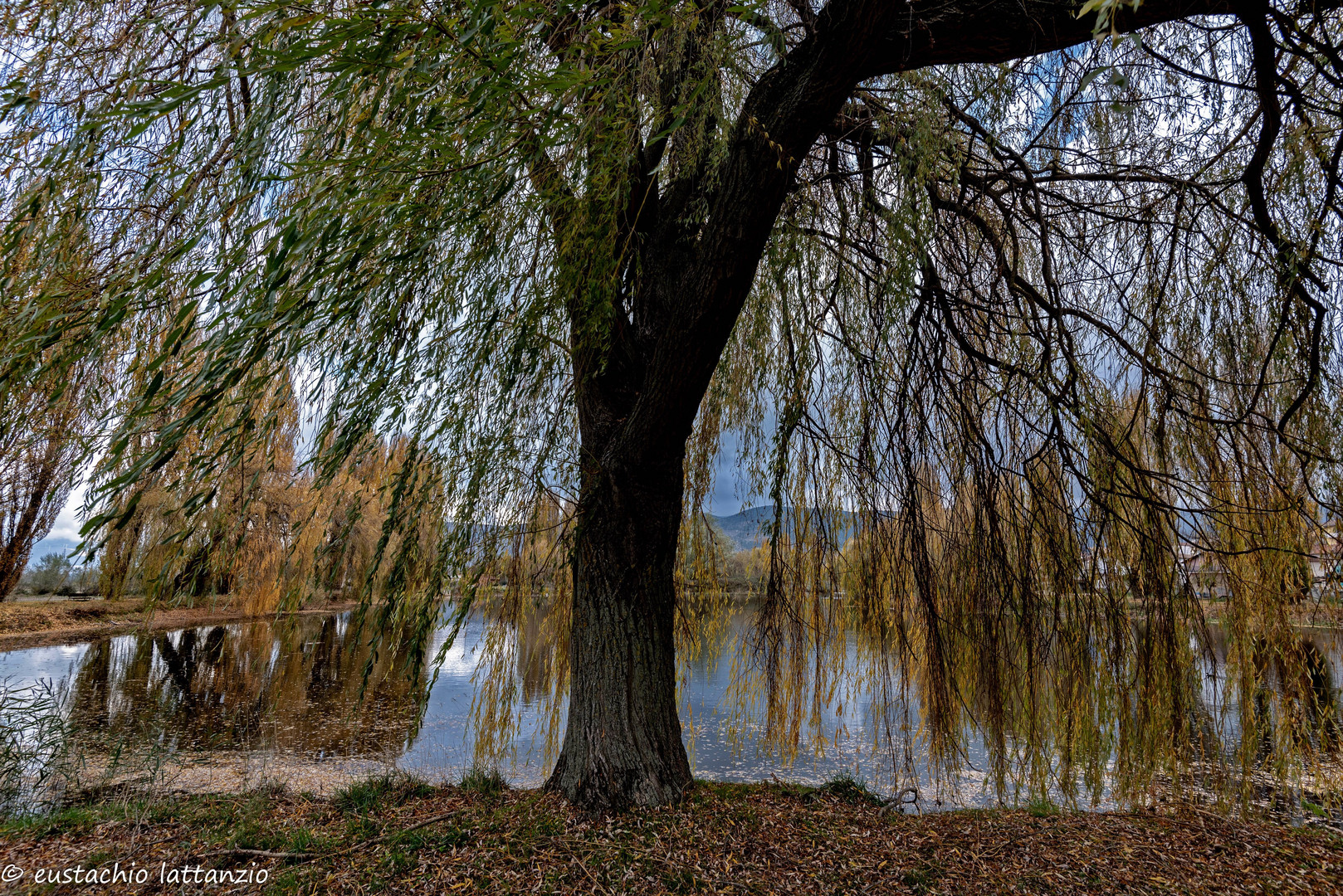 Autunno nello stagno