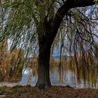 Autunno nello stagno