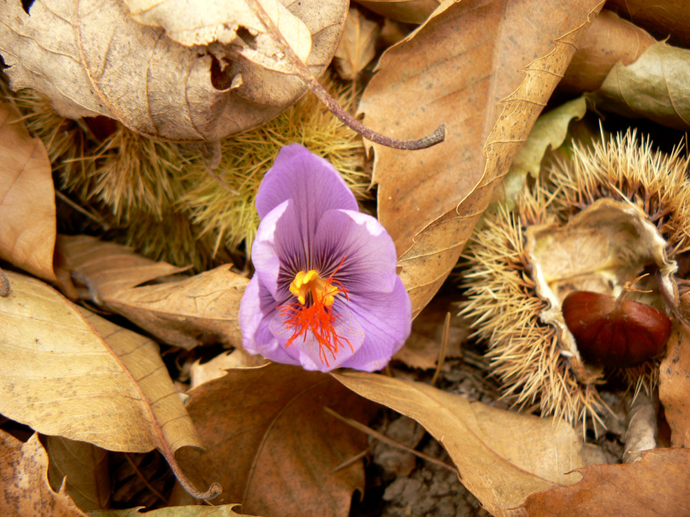 Autunno o primavera?