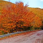 AUTUNNO ON THE ROAD