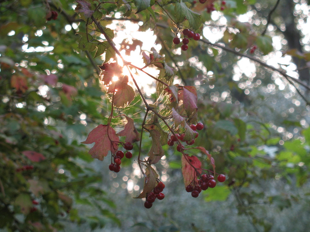 autunno oro e rubino