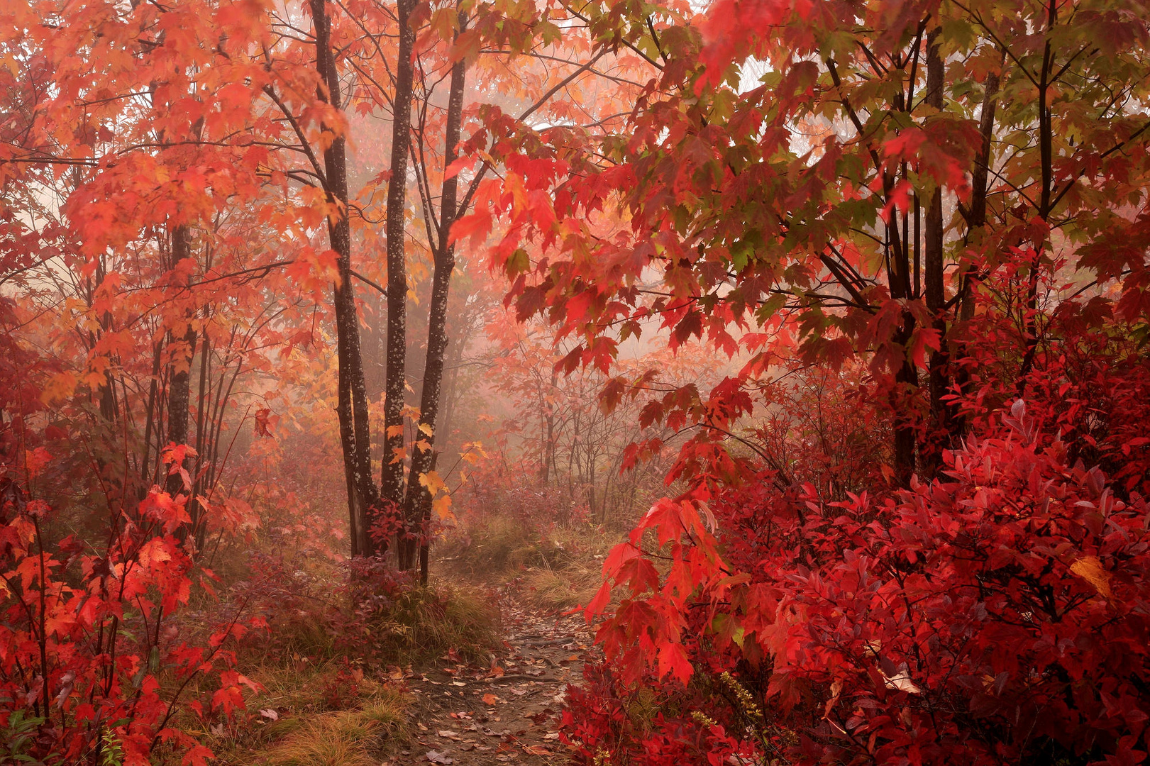 autunno red