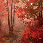 autunno red