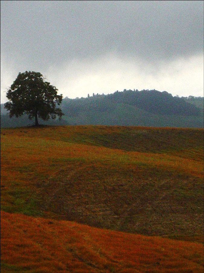 AUTUNNO ROSSO # 1