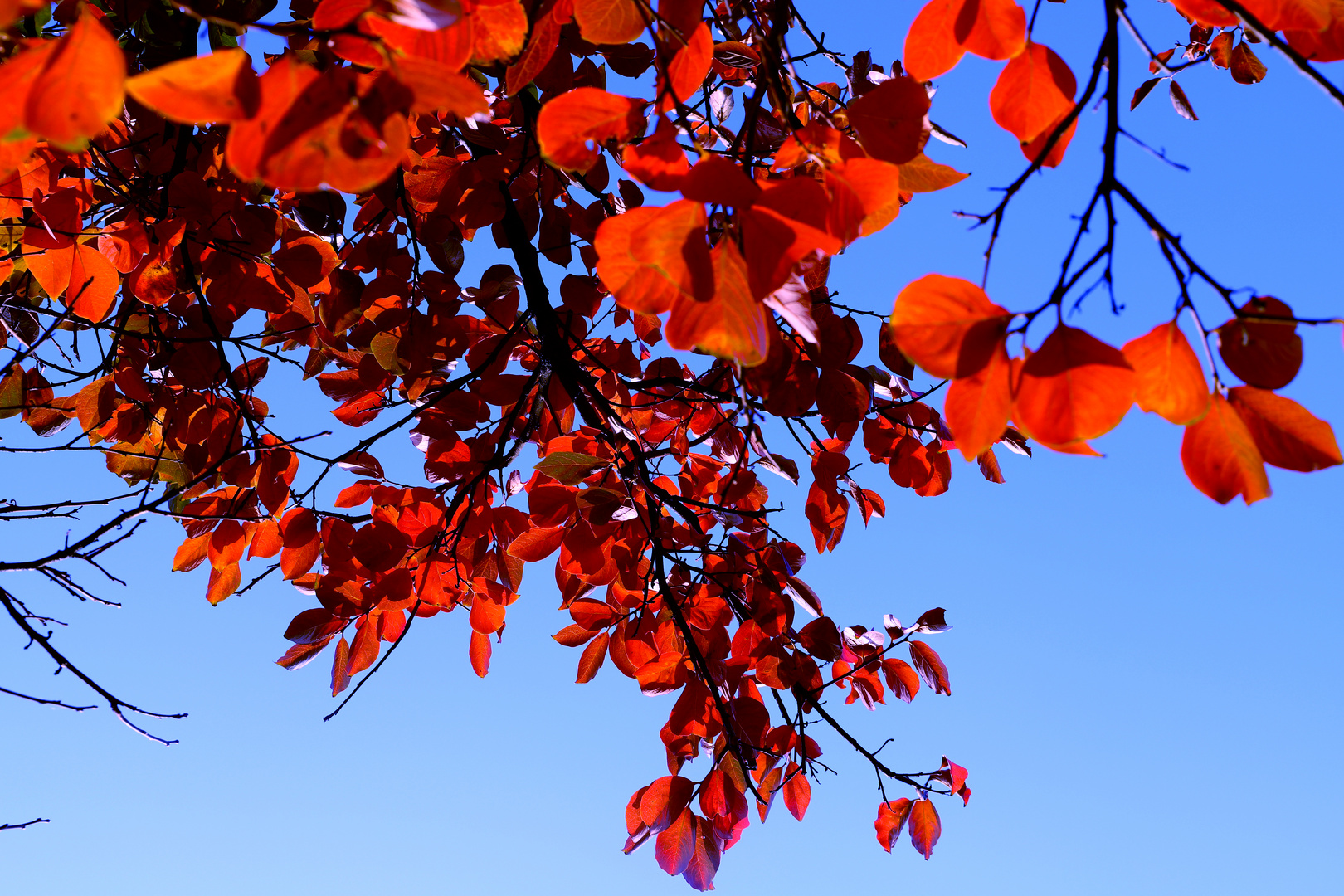 Autunno rosso2