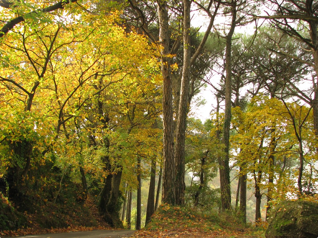 Autunno sotto la pineta.