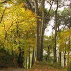 Autunno sotto la pineta.