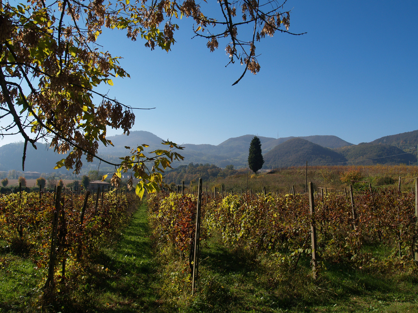 autunno sui colli Euganei