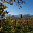 autunno sui colli Euganei