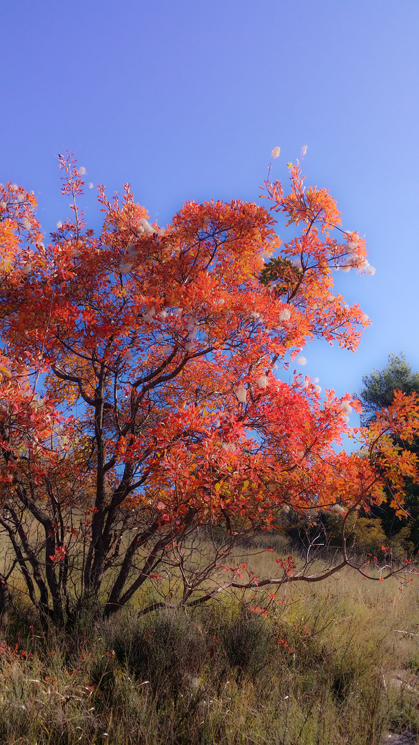 Autunno sul carso