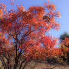 Autunno sul carso