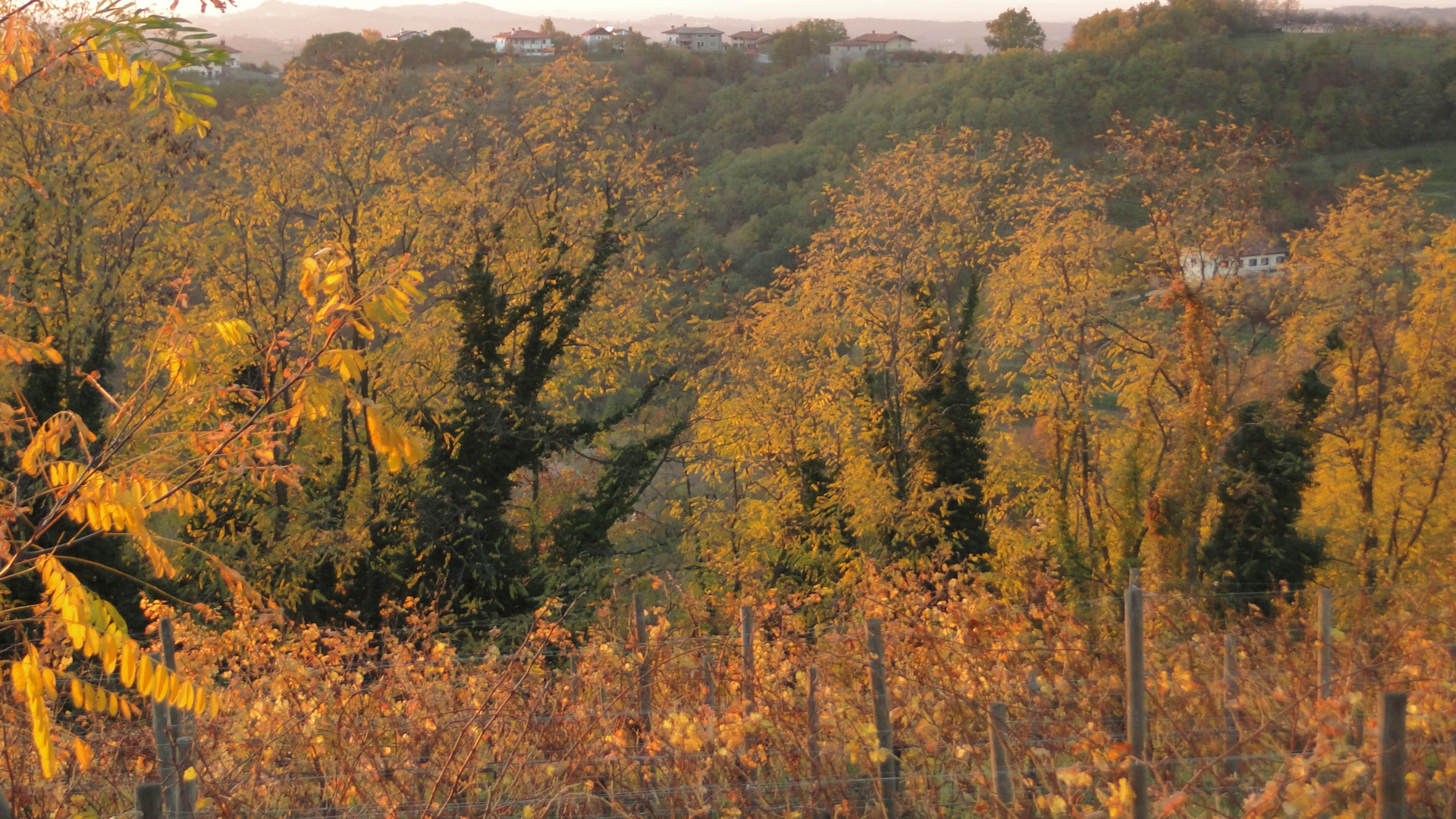 Autunno sul collio