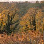 Autunno sul collio