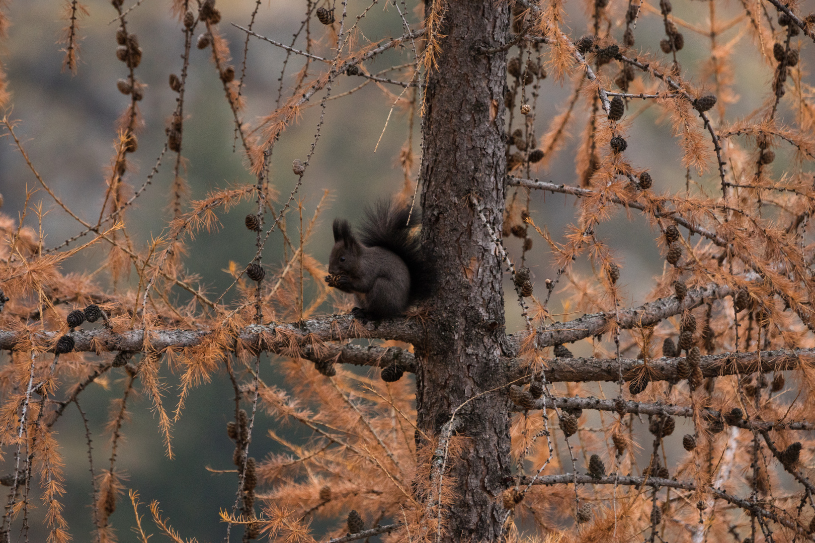 Autunno sul larice