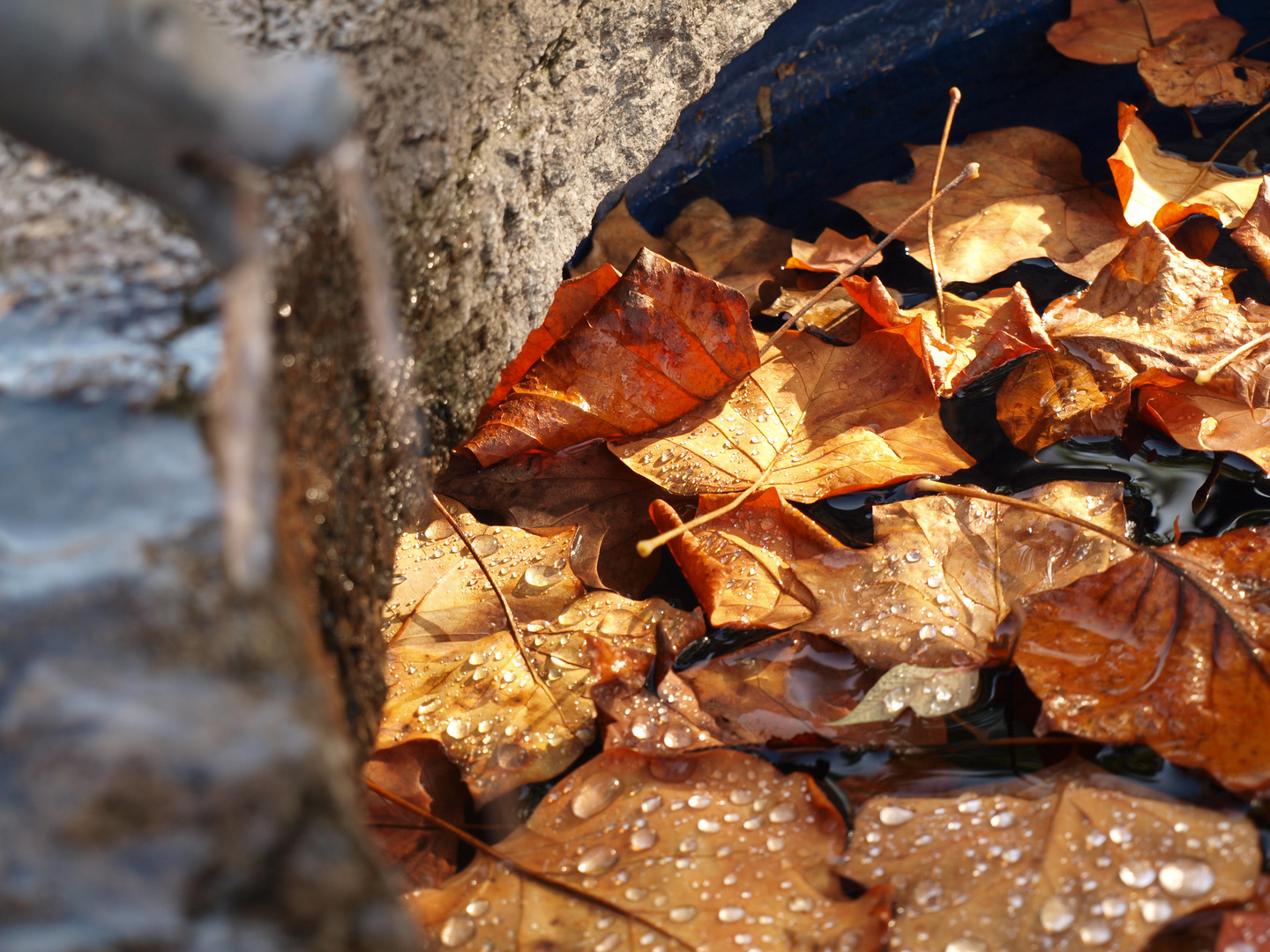 Autunno sull'acqua