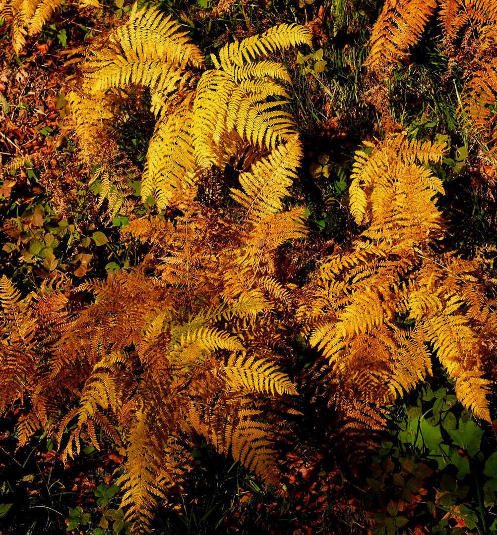 Autunno sull'Appennino / 3